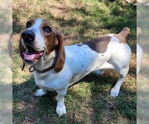 Basset Hound Dogs for adoption in Deepwater, NJ, USA