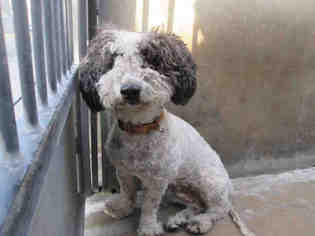 Poodle (Toy) Dogs for adoption in Orange, CA, USA