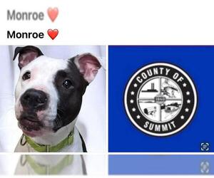 American Pit Bull Terrier Dogs for adoption in Akron, OH, USA