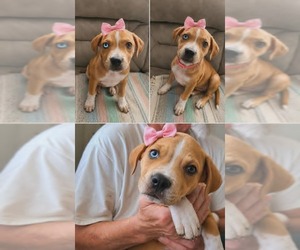 Catahoula Leopard Dog-Unknown Mix Dogs for adoption in Royal Palm Beach, FL, USA