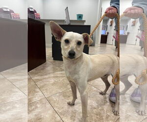 Chihuahua-Unknown Mix Dogs for adoption in Hilton Head, SC, USA