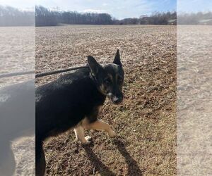 German Shepherd Dog Dogs for adoption in Mt. Airy, MD, USA