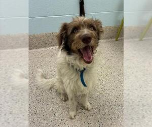 German Wirehaired Pointer-Unknown Mix Dogs for adoption in Brighton, CO, USA
