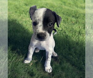 Mutt Dogs for adoption in Menifee, CA, USA