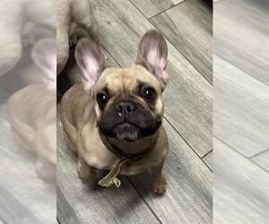 French Bulldog Dogs for adoption in Redlands, CA, USA