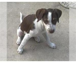 Mutt Dogs for adoption in San Antonio, TX, USA