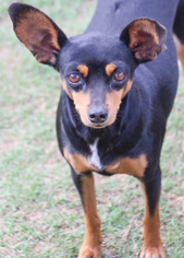 Miniature Pinscher Dogs for adoption in PIPE CREEK, TX, USA