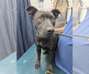 American Bulldog-Unknown Mix Dogs for adoption in Mobile, AL, USA