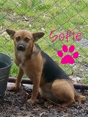 Mutt Dogs for adoption in Redfield, AR, USA