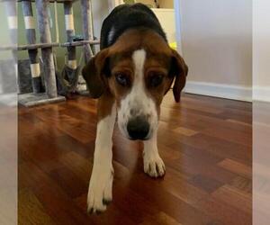 English Foxhound-Unknown Mix Dogs for adoption in Blairsville, GA, USA