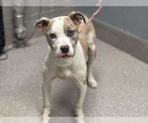 American Pit Bull Terrier-Unknown Mix Dogs for adoption in Las Vegas, NV, USA
