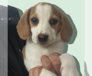 Chiweenie Dogs for adoption in Rockville, MD, USA