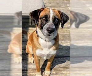 Anatolian Shepherd-Labrador Retriever Mix Dogs for adoption in Baileyton, AL, USA