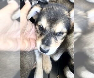 German Shepherd Dog Dogs for adoption in Houston, TX, USA