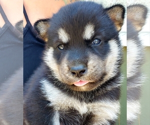 German Shepherd Dog-Siberian Husky Mix Dogs for adoption in Long Beach, CA, USA