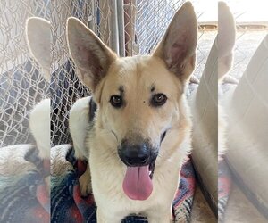 German Shepherd Dog Dogs for adoption in Tonopah, AZ, USA