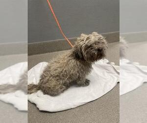 Poodle (Miniature)-Unknown Mix Dogs for adoption in Las Vegas, NV, USA