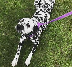 Small Dalmatian Mix