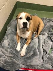 Boxer Dogs for adoption in Tallahassee, FL, USA