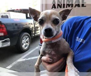 Chihuahua Dogs for adoption in Upland, CA, USA