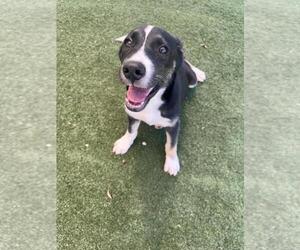 German Shepherd Dog-Unknown Mix Dogs for adoption in Texas City, TX, USA