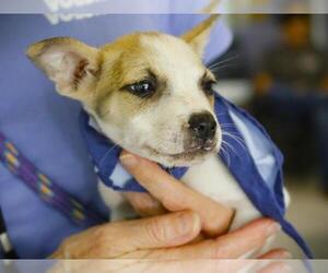 Labrador Retriever-Unknown Mix Dogs for adoption in Tallahassee, FL, USA