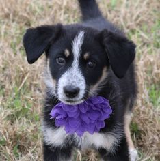 Sheprador Dogs for adoption in Lytle, TX, USA
