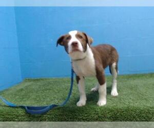 Borador Dogs for adoption in Orlando, FL, USA