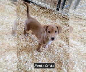 Mutt Dogs for adoption in Granbury, TX, USA