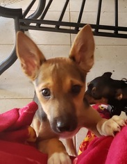 Australian Shepherd-German Shepherd Dog Mix Dogs for adoption in Peoria, AZ, USA