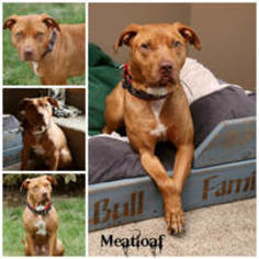 American Pit Bull Terrier Dogs for adoption in Sioux Falls, SD, USA