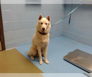 Siberian Husky-Unknown Mix Dogs for adoption in Moreno Valley, CA, USA