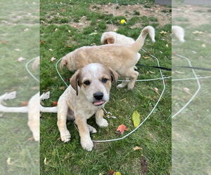 Mutt Dogs for adoption in Garden City, NY, USA