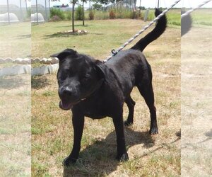 Mutt Dogs for adoption in Amarillo, TX, USA