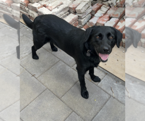 Labrador Retriever-Unknown Mix Dogs for adoption in Brooklyn, NY, USA