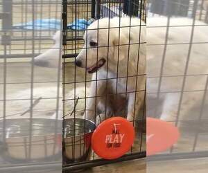 Great Pyrenees Dogs for adoption in Foristell, MO, USA