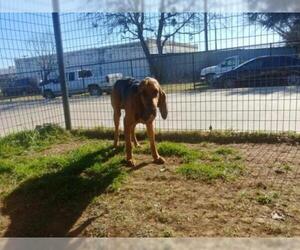 Bloodhound Dogs for adoption in Waco, TX, USA