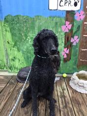 Medium Photo #1 Poodle (Standard) Puppy For Sale in Pacolet, SC, USA