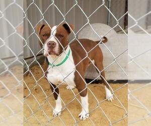 American Pit Bull Terrier-Unknown Mix Dogs for adoption in Lees Summit, MO, USA
