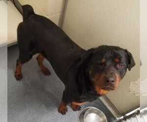 View Ad Rottweiler Dog For Adoption Near Virginia Glen Allen Usa Adn 97181