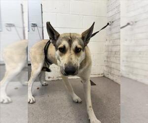 German Shepherd Dog Dogs for adoption in San Bernardino, CA, USA