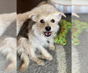 Australian Terrier Dogs for adoption in Menifee, CA, USA