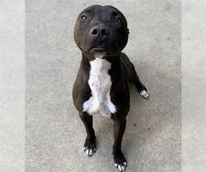 American Pit Bull Terrier-Unknown Mix Dogs for adoption in Aurora, IL, USA