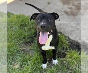 American Pit Bull Terrier Dogs for adoption in Modesto, CA, USA