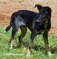 Catahoula Leopard Dog-German Shepherd Dog Mix Dogs for adoption in Scottsdale, AZ, USA