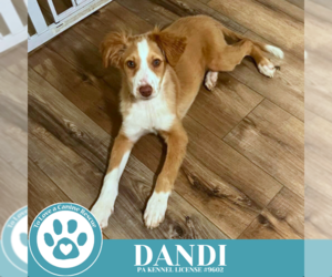 Australian Shepherd-Unknown Mix Dogs for adoption in Kimberton, PA, USA
