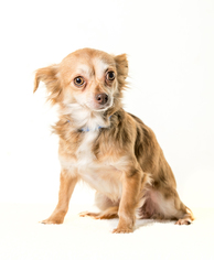 Medium Photo #1 Chihuahua Puppy For Sale in St. Louis Park, MN, USA