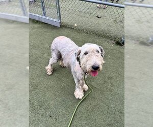 Old English Sheepdog Dogs for adoption in Charlotte, NC, USA