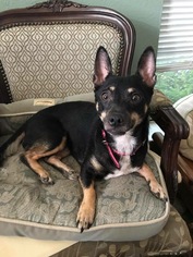 Chiweenie Dogs for adoption in Forreston, TX, USA