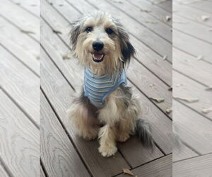 Bearded Collie-Unknown Mix Dogs for adoption in Rockaway, NJ, USA